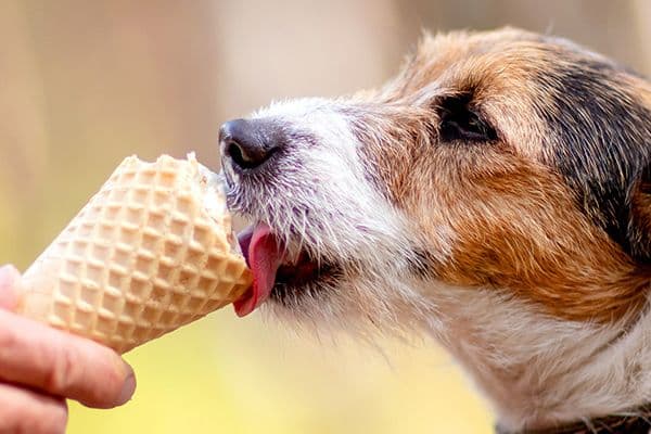 Un helado para mi perro