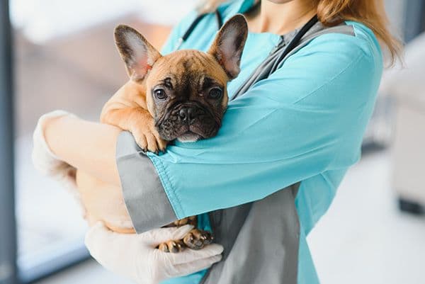 ¿Tu mascota le tiene miedo a su veterinario?